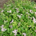 Spiraea japonica 'Little Princess'